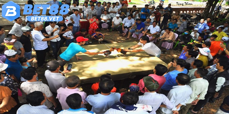 Chiến thuật chơi đá gà cựa sắt