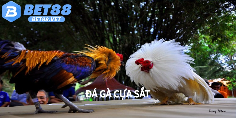 Đá gà cựa sắt