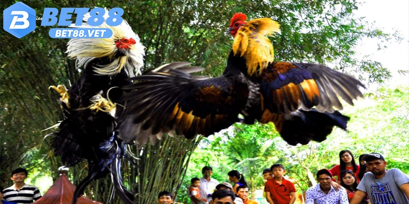 Luật chơi đá gà cựa sắt