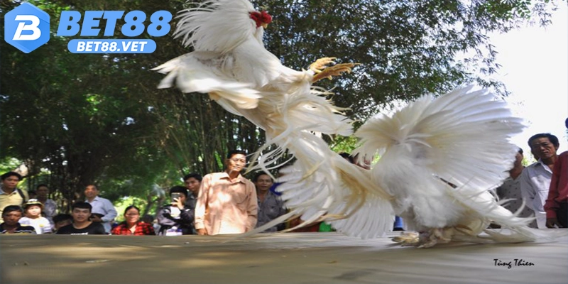 Lưu ý khi chơi đá gà cựa sắt